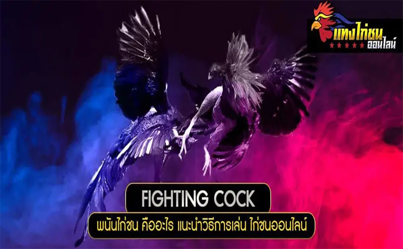 เกมไก่ชนออนไลน์-"online cockfighting game"